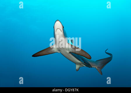 Comune di squalo trebbiatrice (Alopias vulpinus), galleggiante, Grande Fratello Isola, Egitto Foto Stock