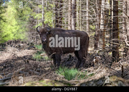 Wisent o europeo (Bison Bison bonasus) in piedi su una foresta glade, re-introdotte nel selvaggio su 11 Aprile 2013 a Bad Foto Stock