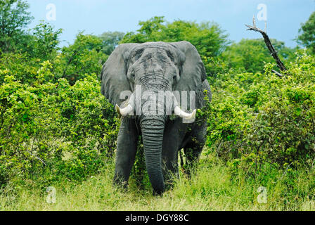 Bush africano Elefante africano (Loxodonta africana) durante l'alimentazione, vicino al fiume Khwai, Okavango Delta, Botswana, Africa Foto Stock