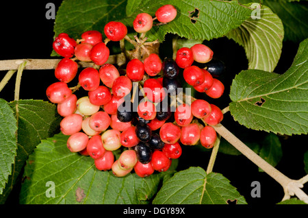 Wayfaring-tree, Viburnum lantana con la maturazione dei frutti. Chalk Downland, Hants. Foto Stock