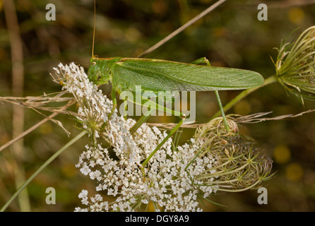 Femmina grande macchia verde-cricket, Tettigonia viridissima, la deposizione delle uova tra fiori di carota Foto Stock