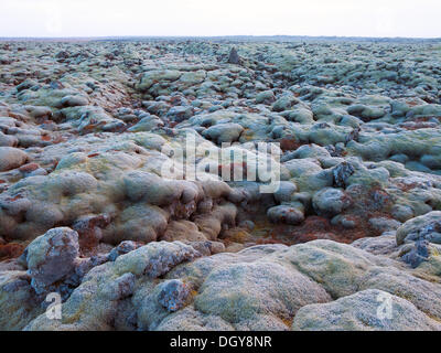 Moss-coperto i campi di lava sul Ring Road n. 1, Regione meridionale Islanda Foto Stock