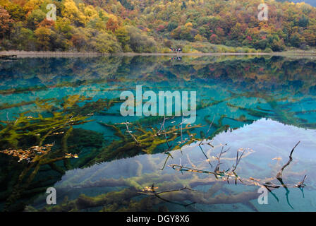 Autunno umore e riflessi di alberi al turchese cinque lago a colori in cui gli alberi morti sono sdraiato, Valle di Jiuzhaigou Foto Stock