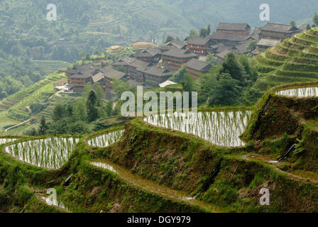 Il mondo-famose terrazze di riso di Longji 'backbone del drago' o 'Vertebra del drago" per la coltivazione di risone, Dazhai Foto Stock