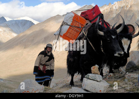 Giovane uomo tibetano indossando il tradizionale abbigliamento nomade guida due pranzo Yak (Bos grunniens), attraverso il paesaggio di montagna Foto Stock