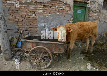 Cow nella città vecchia di Kashgar, Silk Road, Xinjiang, Cina e Asia Foto Stock