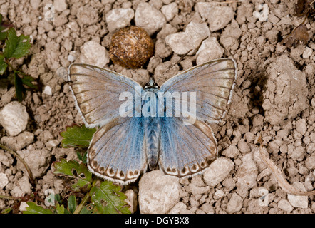 Maschio di Chalk Hill Blue Butterfly (Lysandra coridon) crogiolarsi su chalk downland, close-up, Hampshire, Inghilterra, Regno Unito Foto Stock