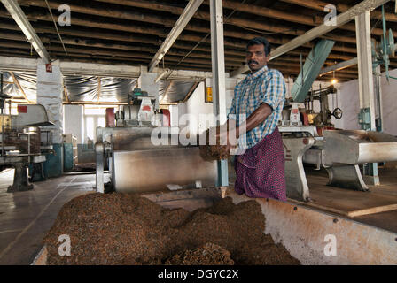 I lavoratori di una fabbrica di tè in Ponmudi, i Ghati Occidentali, Kerala, India del Sud, India, Asia Foto Stock