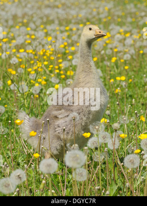 Oca domestica (Anser anser domesticus) . Gosling in piedi in un prato fiorito Foto Stock