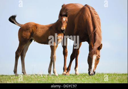 American Quarter Horse. Chestnut mare con puledro su un prato Foto Stock