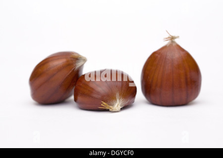 Castanea sativa. Le Castagne isolato su uno sfondo bianco. Foto Stock