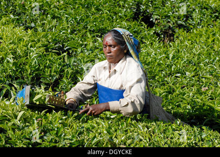 Raccoglitrice di tè, TATA la piantagione di tè, vicino a Munnar Kerala, India del Sud, India, Asia Foto Stock