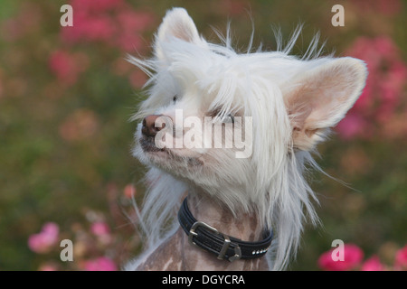 Chinese Crested Dog. Ritratto di adulto Foto Stock