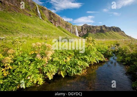 Seljalandsfoss cascata, a sud dell'Islanda, Islanda, Europa Foto Stock