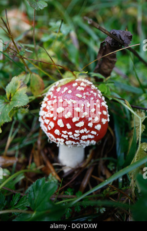 Un fly agaric (fungo amanita muscaria) Foto Stock