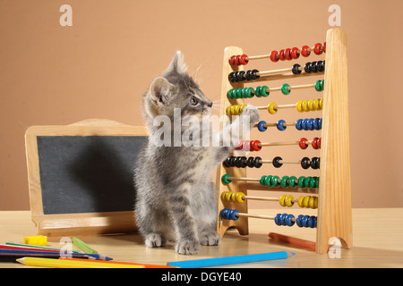 Il gatto domestico. Gattino gioca con telaio di conteggio Foto Stock