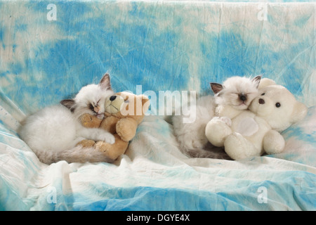 Gatto sacri di birmania. Due gattini dormono mentre huggling fino a orsacchiotti Foto Stock