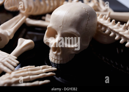 Cranio giocattolo tra giocattolo sparsi di scheletro di parti del corpo Foto Stock