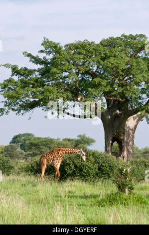 Giraffe (Giraffa camelopardalis) navigando su boccole sotto un baobab (Adansonia digitata), il Parco Nazionale di Tarangire e, Tanzania Foto Stock