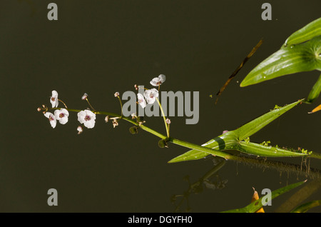 Arrowhead, Sagittaria sagittifolia in fiore nel fiume Stour, Dorset. Foto Stock