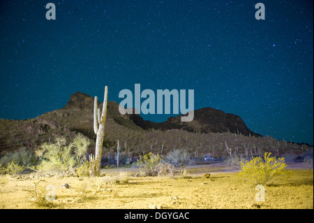 Notte stellata su cactus deserto riempito in Tucson, Arizona, Stati Uniti d'America Foto Stock