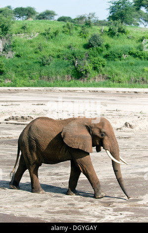 Elefante africano (Loxodonta africana) alla ricerca di acqua in una spiaggia sabbiosa il letto del fiume nel Parco Nazionale di Tarangire e, Tanzania Foto Stock