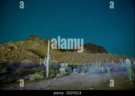 Notte stellata su cactus deserto riempito in Tucson, Arizona, Stati Uniti d'America Foto Stock