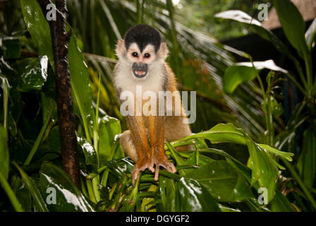 Saimiri del centro America, chiamato anche Mono Titi (Saimiri oerstedii), altamente specie in via di estinzione Foto Stock