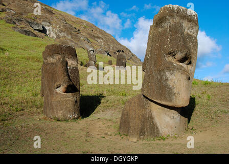Moai in Rano Raraku, la cava dove i moais erano scolpiti, Isola di Pasqua, Rapa Nui, Pacific Foto Stock