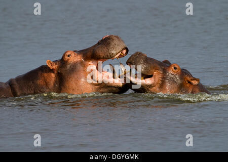 Ippopotamo (Hippopotamus amphibius), due scontri, Murchison Falls National Park, Nord Uganda, Africa Foto Stock