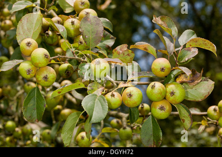 Crab Apple, Malus sylvestris in frutta, inizio autunno. New Forest. Foto Stock