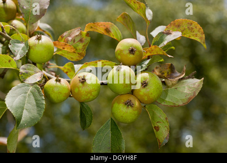 Crab Apple, Malus sylvestris in frutta, inizio autunno. New Forest. Foto Stock