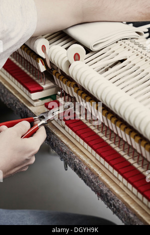 Un pianoforte repairman servendosi di una pinza per fissare un pianoforte Foto Stock