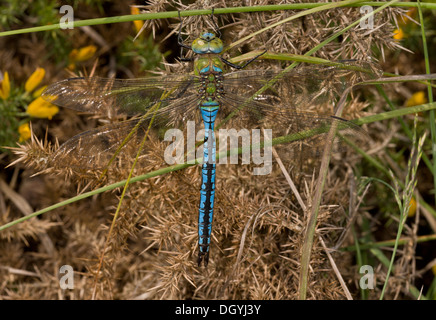 Blu maschio Imperatore / Imperatore libellula, Anax imperator costante sulla brughiera, Dorset. Foto Stock