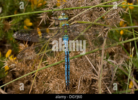 Blu maschio Imperatore / Imperatore libellula, Anax imperator costante sulla brughiera, Dorset. Foto Stock