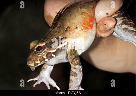 Smokey Jungle Frog Foto Stock