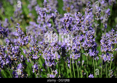 Lavanda Foto Stock