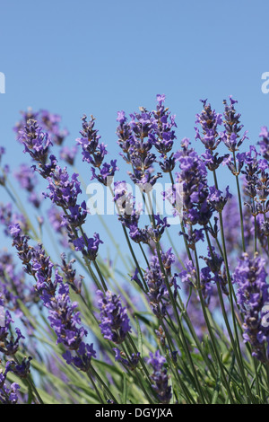 Lavanda Foto Stock