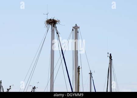 Occupato nido di riproduzione Carrion Crows, Corvus corone sulla cima del palo di uno yacht privato ormeggiato a Aberystwyth marina, Galles, Regno Unito Foto Stock