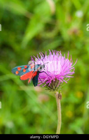 Sei Spot Burnett Moth su Thistle, Lauterbrunnen, Svizzera Foto Stock