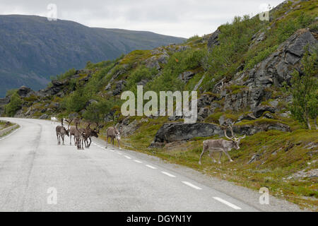 Renne (rangifer tarandus) su una strada, porsangerfjord, Norvegia Foto Stock