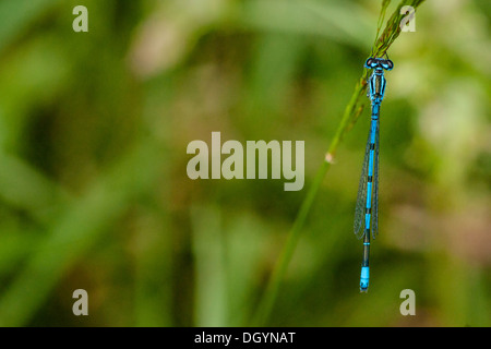 Blue damselfly seduto su una foglia verde Foto Stock