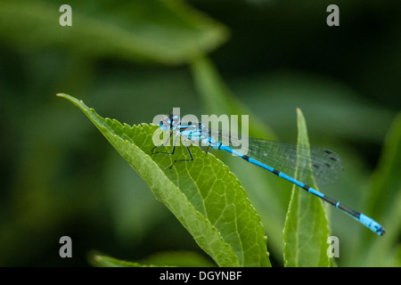 Blue damselfly seduto su una foglia verde Foto Stock
