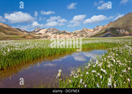 Riolite montagne, erba di cotone (Eriophorum) davanti, Landmannalaugar, Islanda, Europa Foto Stock