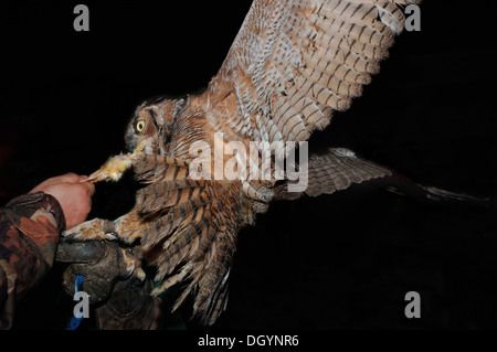 Un grande gufo cornuto sulla falconieri guanto di notte alimentazione.(bubo virginianus) Foto Stock