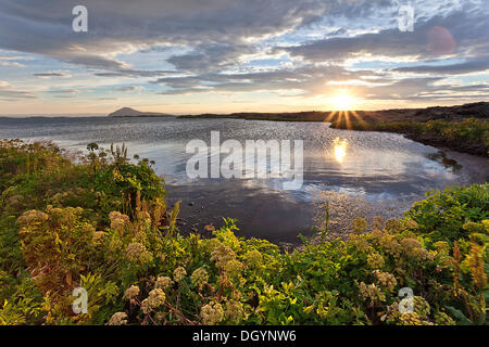 Tramonto al Lago Myvatn, finocchio selvatico (Foeniculum vulgare), Islanda, Europa Foto Stock