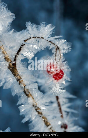 Alta bush mirtilli rossi (Viburnum trilobum) e i cristalli di ghiaccio durante l'ondata di freddo in corrispondenza di Lynx Creek, Alaska Foto Stock