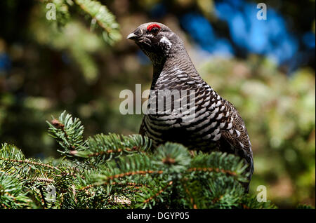 Un maschio di gallo cedrone abete o Canada Grouse (Falcipennis canadensis), Alaska, Stati Uniti Foto Stock