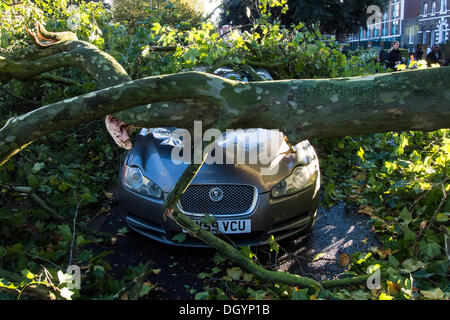 Nightingale Lane, Clapham, London, Regno Unito . 28 ott 2013. Una parte di un albero cade su una Jaguar berlina come risultato della tempesta. L'interno della vettura non appare danneggiato in modo che si presume che gli occupanti abbandonato le loro auto in quanto non è in uno spazio di parcheggio ma al centro della corsia. Un'altra auto in uno spazio per il parcheggio sulla strada è anche danneggiato. I pendolari e i bambini delle scuole sul loro modo a un ritardo nella linea del Nord a Clapham South, smettere di guardare e scattare foto.La tempesta, denominato St Jude, ha portato la windiest meteo a colpire il Regno Unito dal 1987. Credito: Guy Bell/Alamy Live News Foto Stock