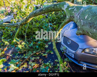 Nightingale Lane, Clapham, London, Regno Unito . 28 ott 2013. Una parte di un albero cade su una Jaguar berlina come risultato della tempesta. L'interno della vettura non appare danneggiato in modo che si presume che gli occupanti abbandonato le loro auto in quanto non è in uno spazio di parcheggio ma al centro della corsia. Un'altra auto in uno spazio per il parcheggio sulla strada è anche danneggiato. I pendolari e i bambini delle scuole sul loro modo a un ritardo nella linea del Nord a Clapham South, smettere di guardare e scattare foto.La tempesta, denominato St Jude, ha portato la windiest meteo a colpire il Regno Unito dal 1987. Credito: Guy Bell/Alamy Live News Foto Stock